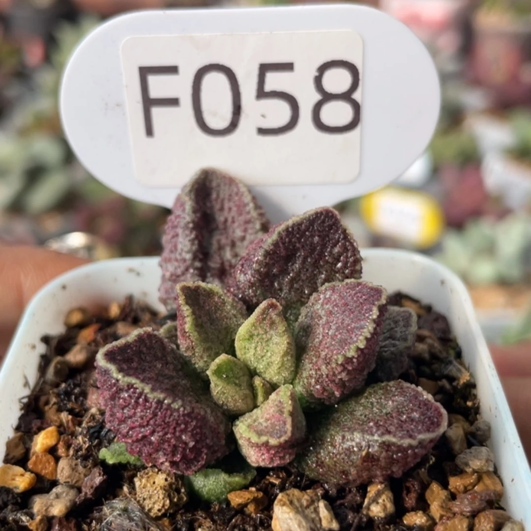 紫电。 F058。