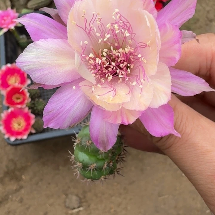 202丽花极光歪3公分左右无根侧牙，20包邮