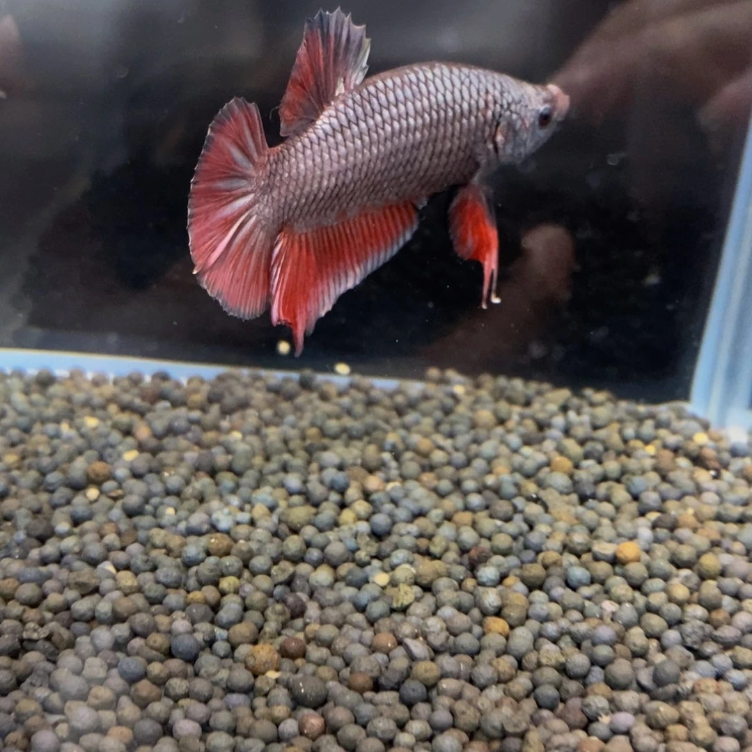 热带鱼公177巨斗