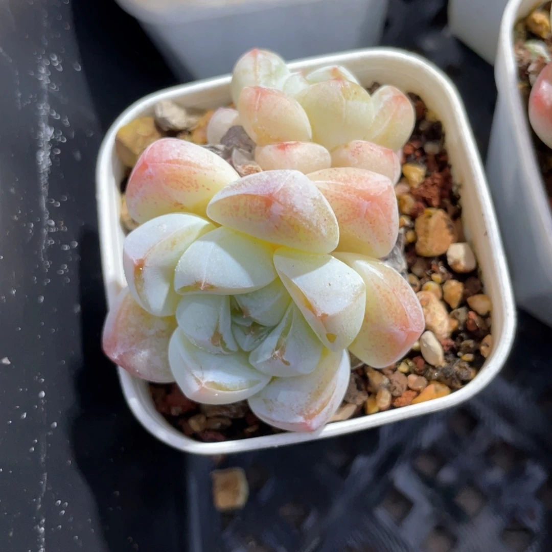 优选奶油冰玉581