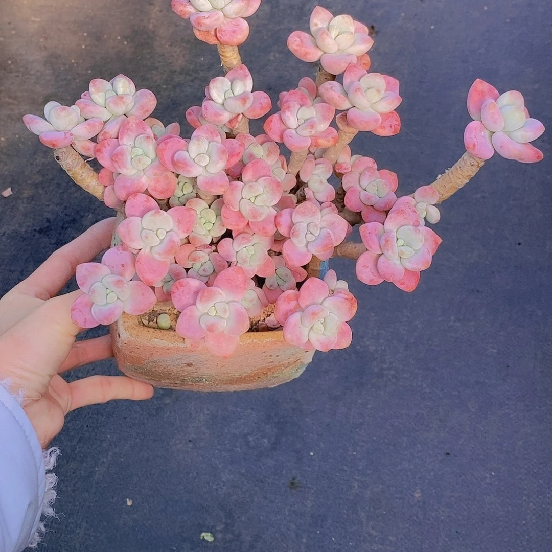 @****见1310多肉植物老桩