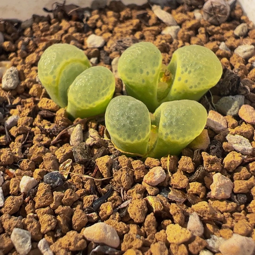 086多肉植物种类多样