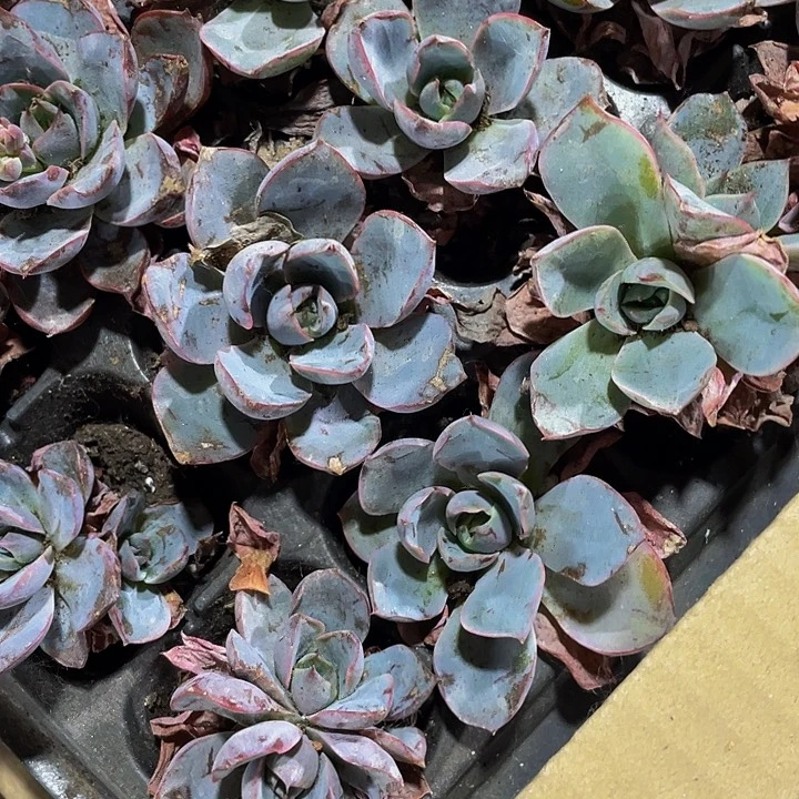 小赫拉1元带土发