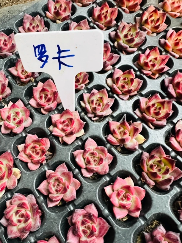 鸡血红罗宾多肉植物稀有品种室内绿植盆栽好养带土球