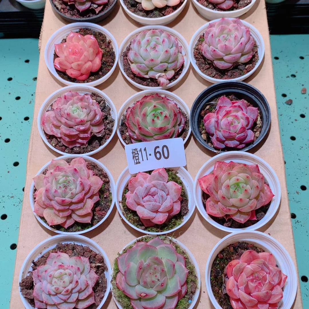 11-60一物一拍多肉带盆18颗