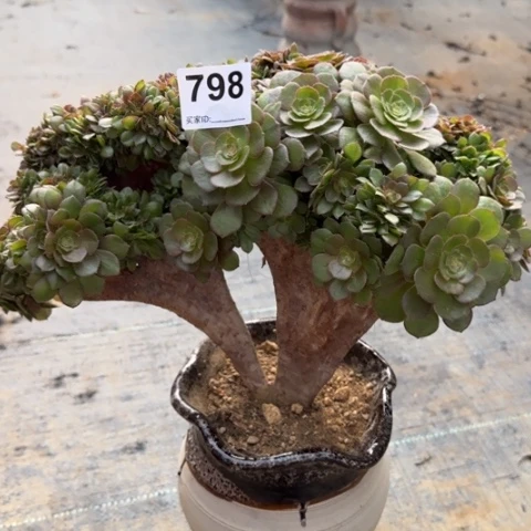 798万缀25厘米左右