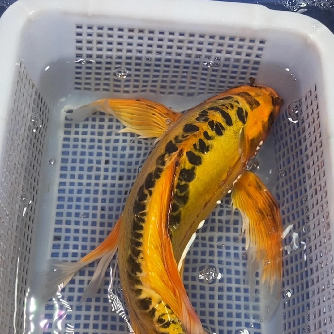 锦鲤冷水金龙包邮