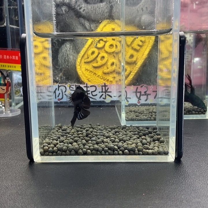 斗鱼57号927早双尾超黑