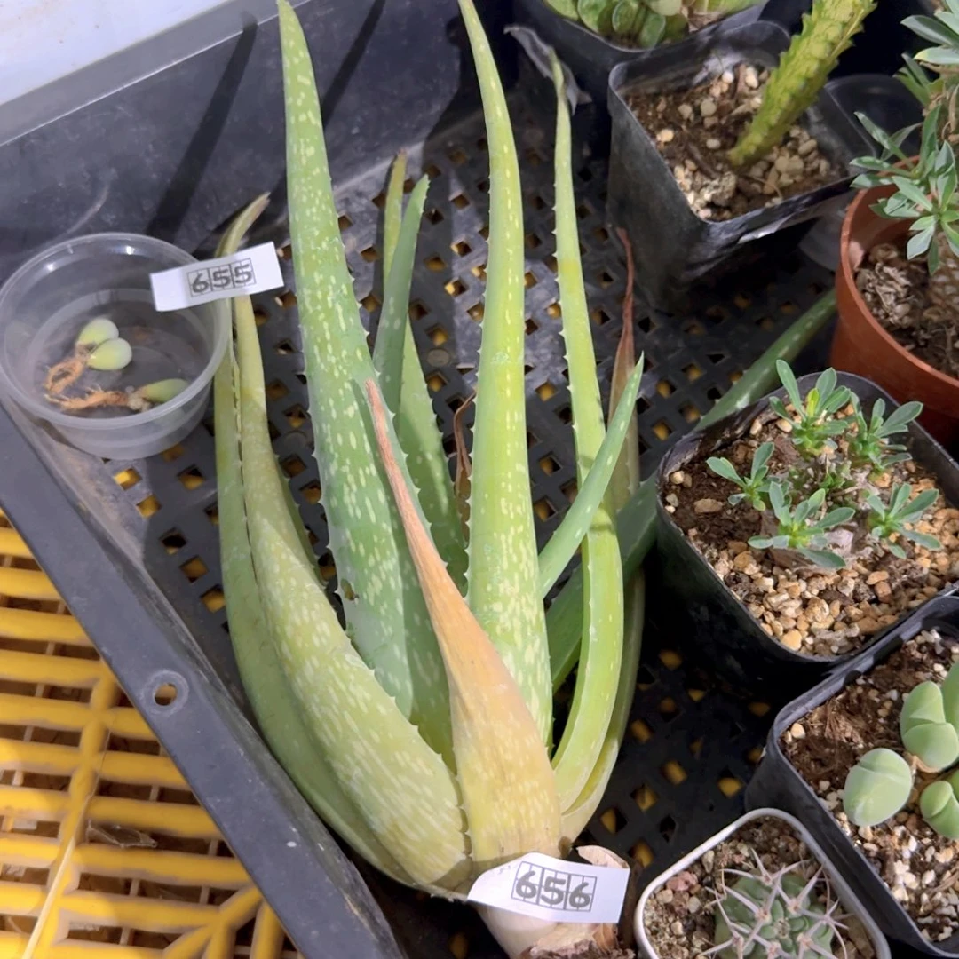 779库拉索芦荟脱土发货一个随机25-30cm