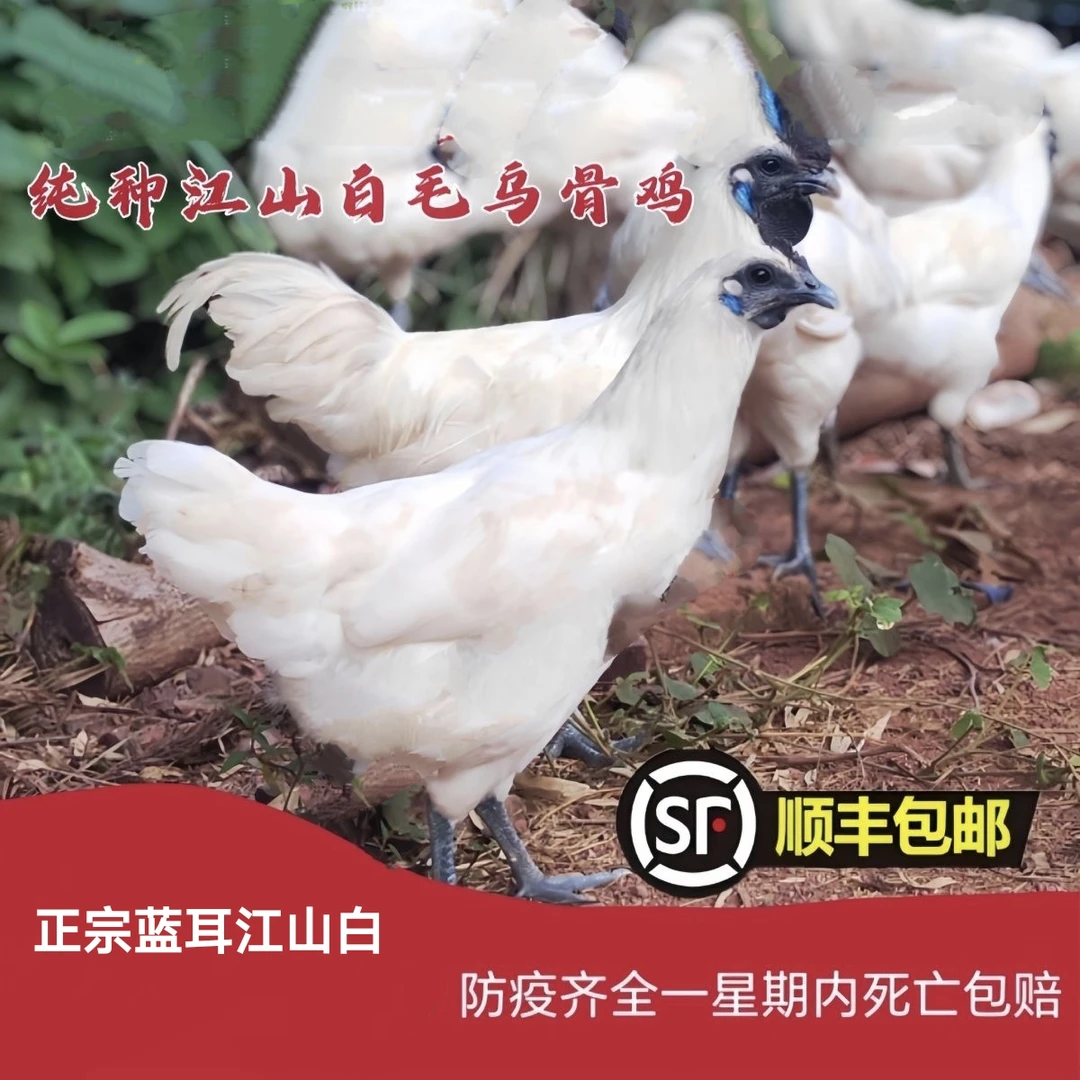 包邮宠物鸡江山白乌骨鸡活鸡顺丰直活鸡幼瓦灰鸡