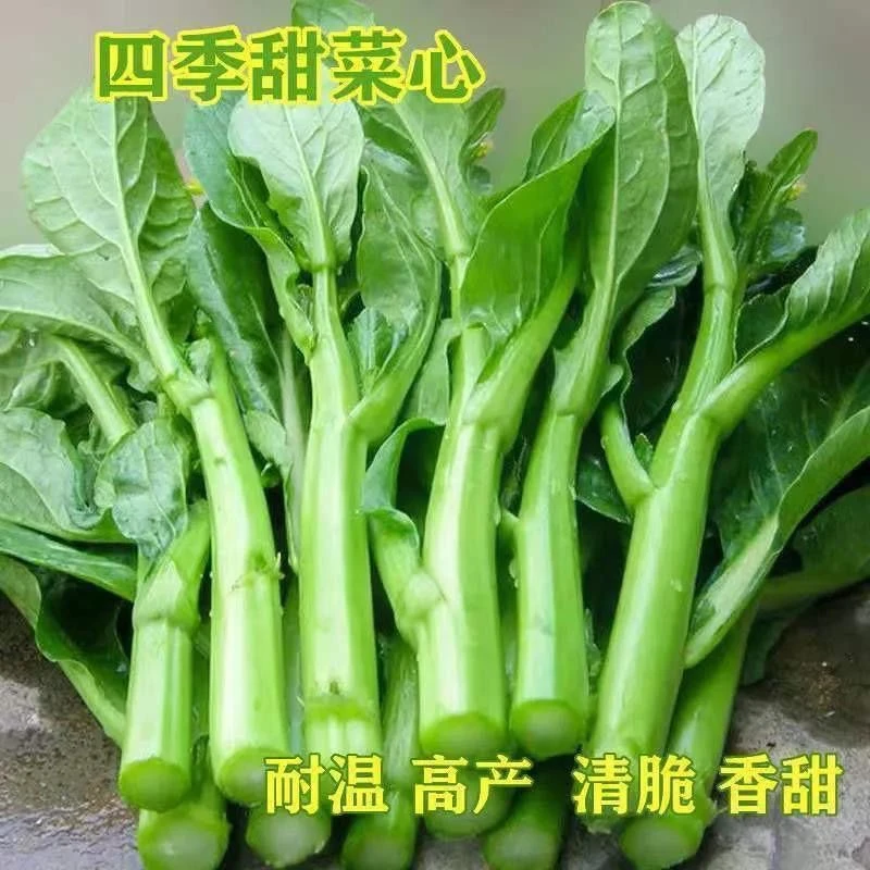 速生四季菜心种子油青菜心广东四九甜菜心种子耐高温甜心菜种子