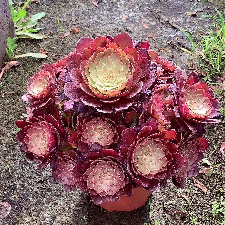 莲花座的，多肉植物