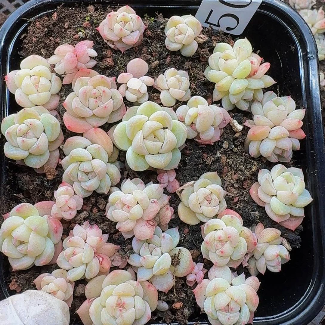 多肉植物多肉植物506