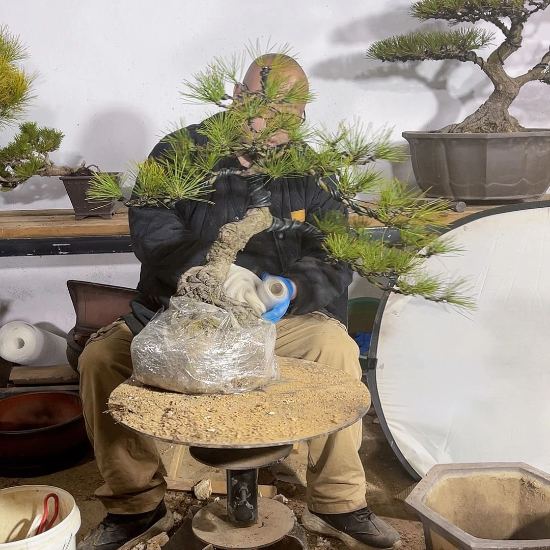 叶*精品盆景黑松藝術