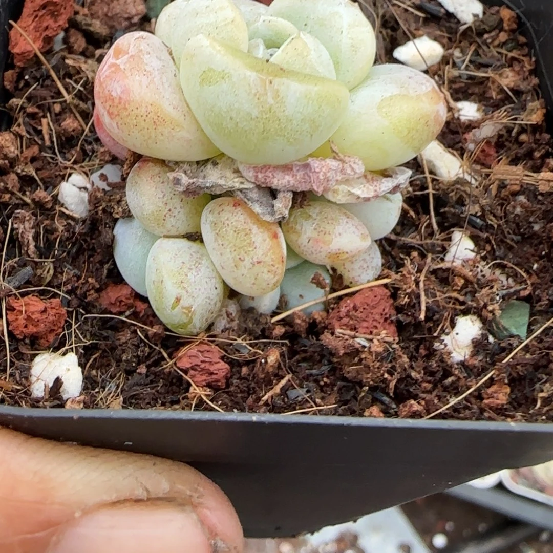 多肉小卡拉米糖心一物一拍