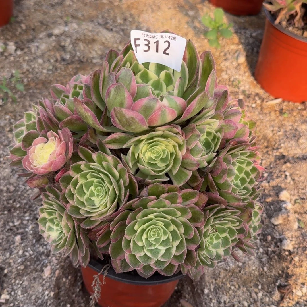 312海王，多肉植物