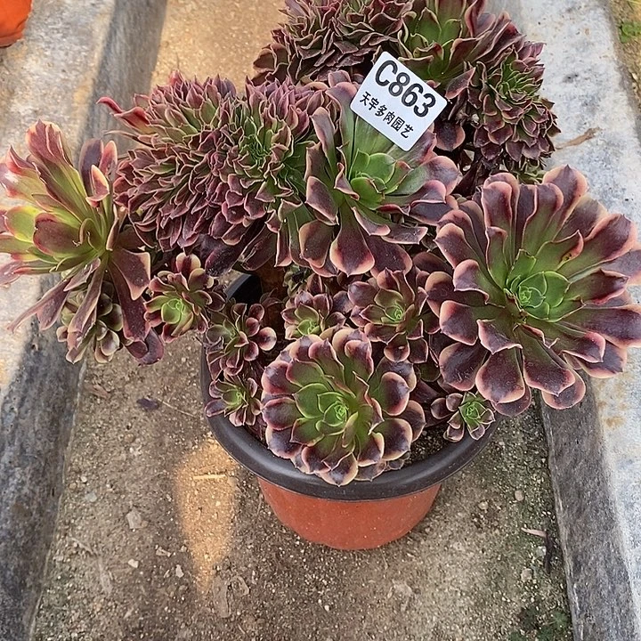 欧嘉莉缀群863多肉