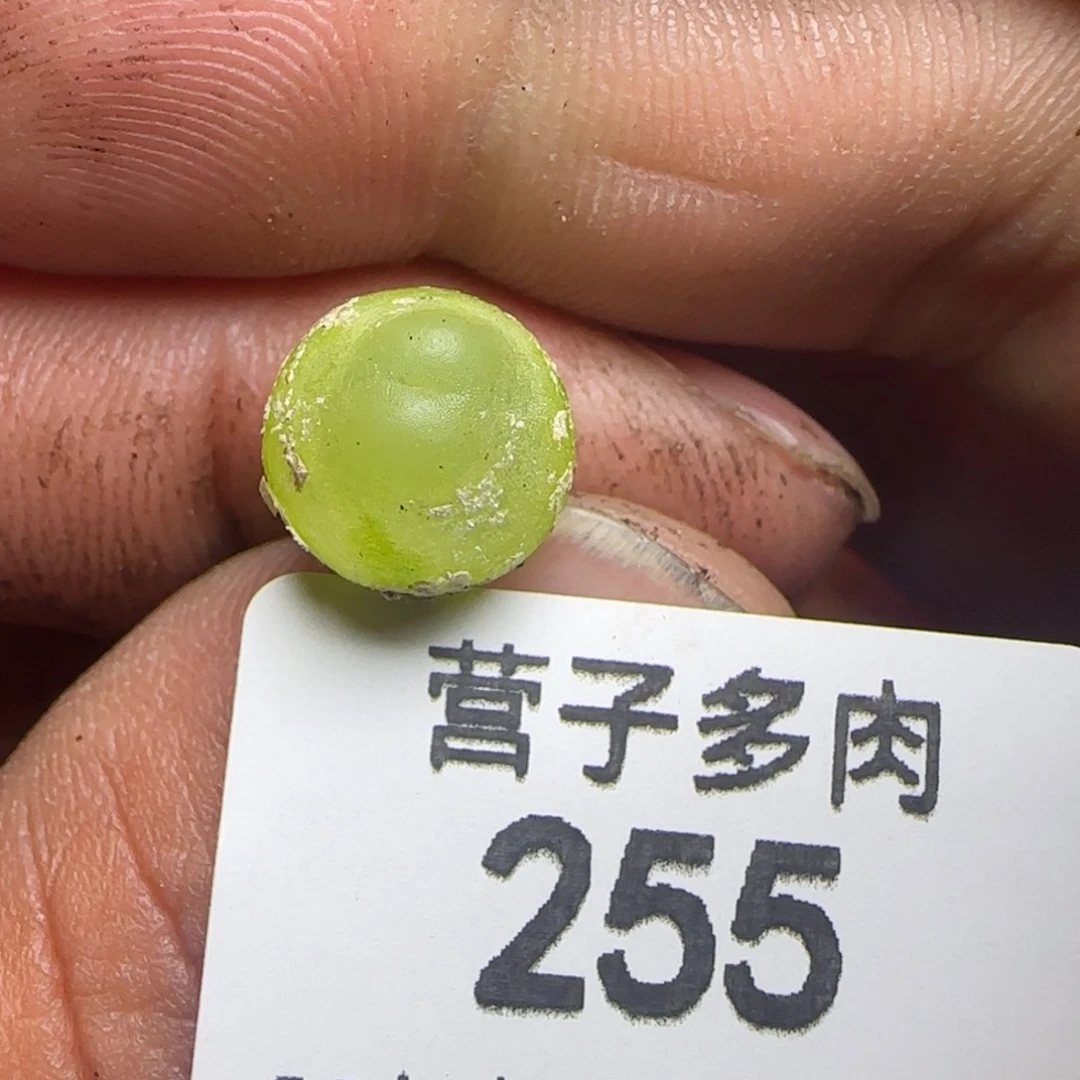 拉登1.0。