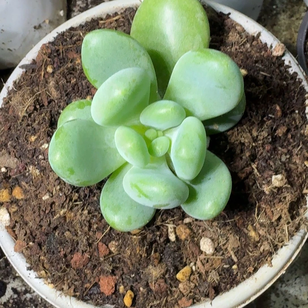 X系列 美人 新品 一物一拍