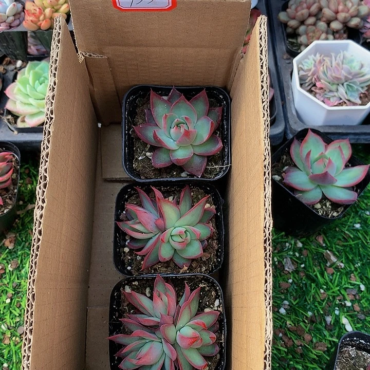 133惊鸿仙子多肉