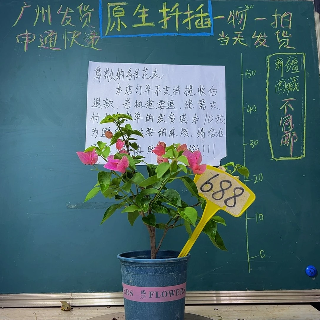 当前无花栽培后可以开花  粗杆 甜西瓜  688