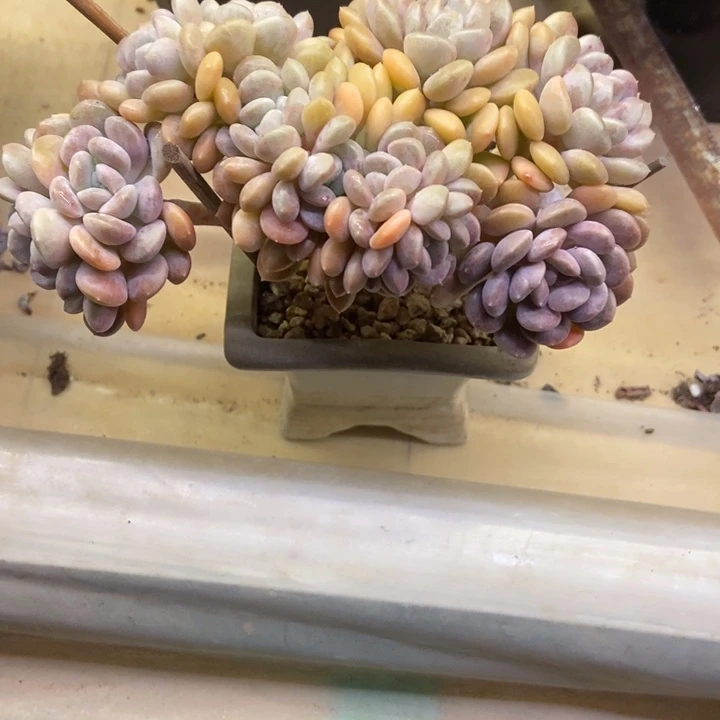 狮***雨多肉植物一物一拍