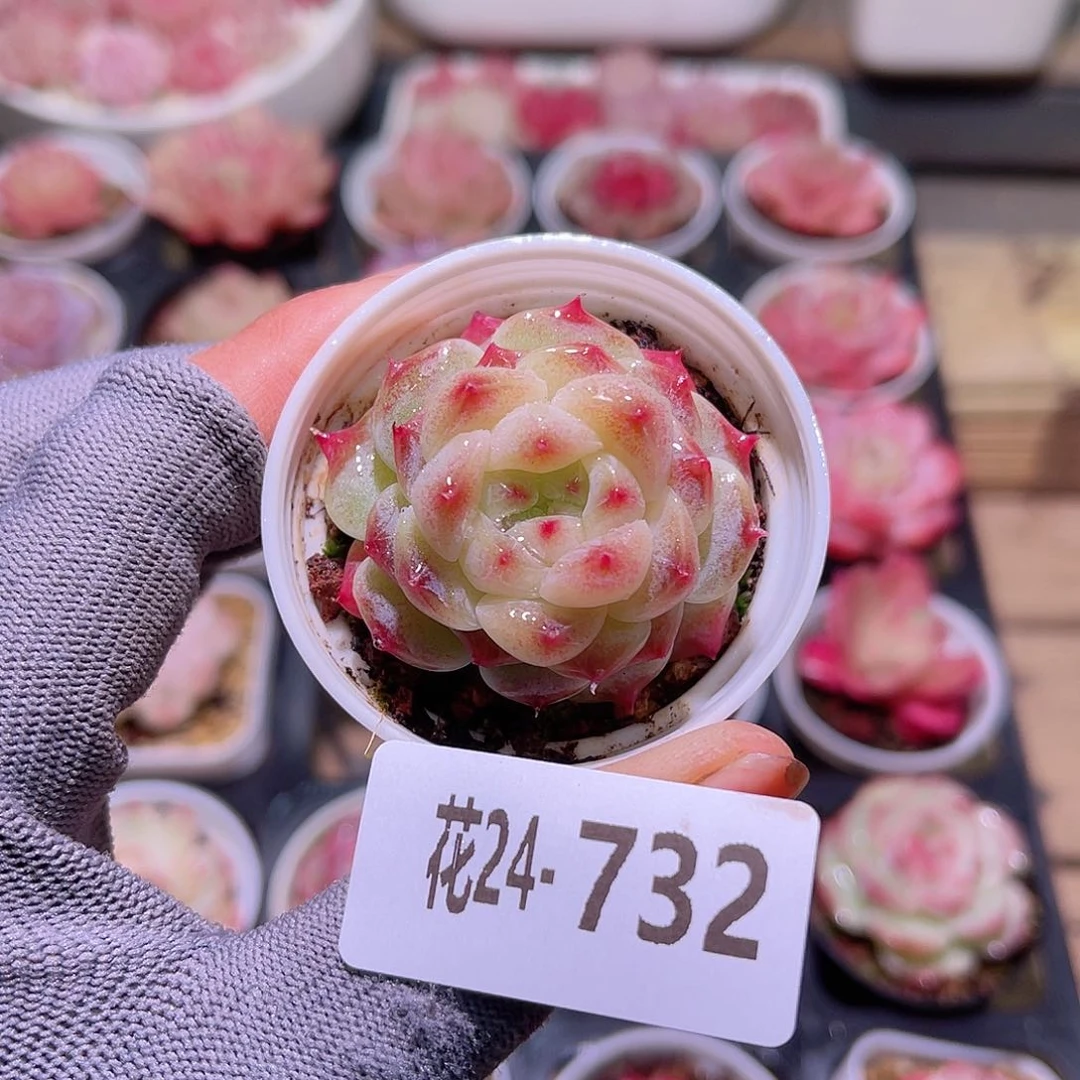 花24-732秘境冰魄