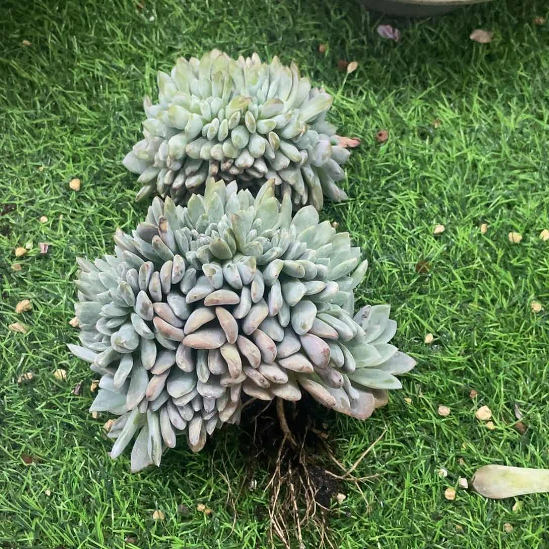 那***Z滴滴滴滴滴滴滴滴滴发货