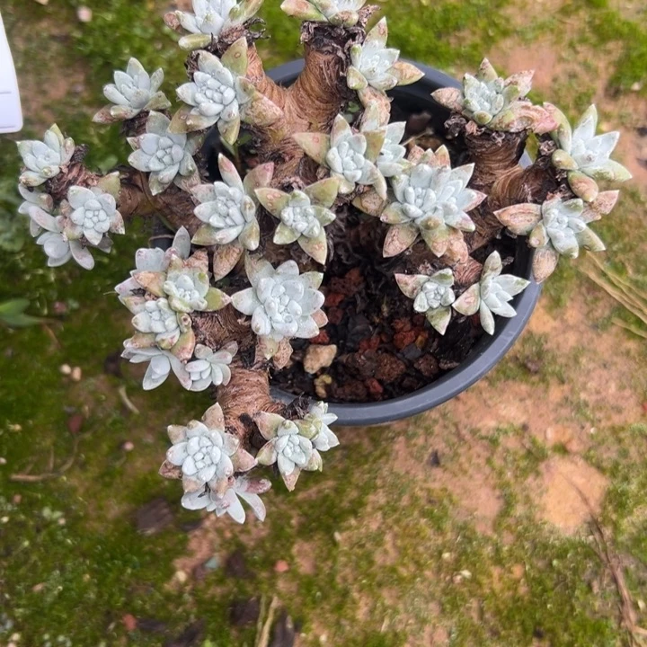 26头格诺玛～一物一拍170