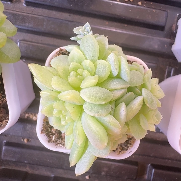纸鸢甜心7头群朵朵福利