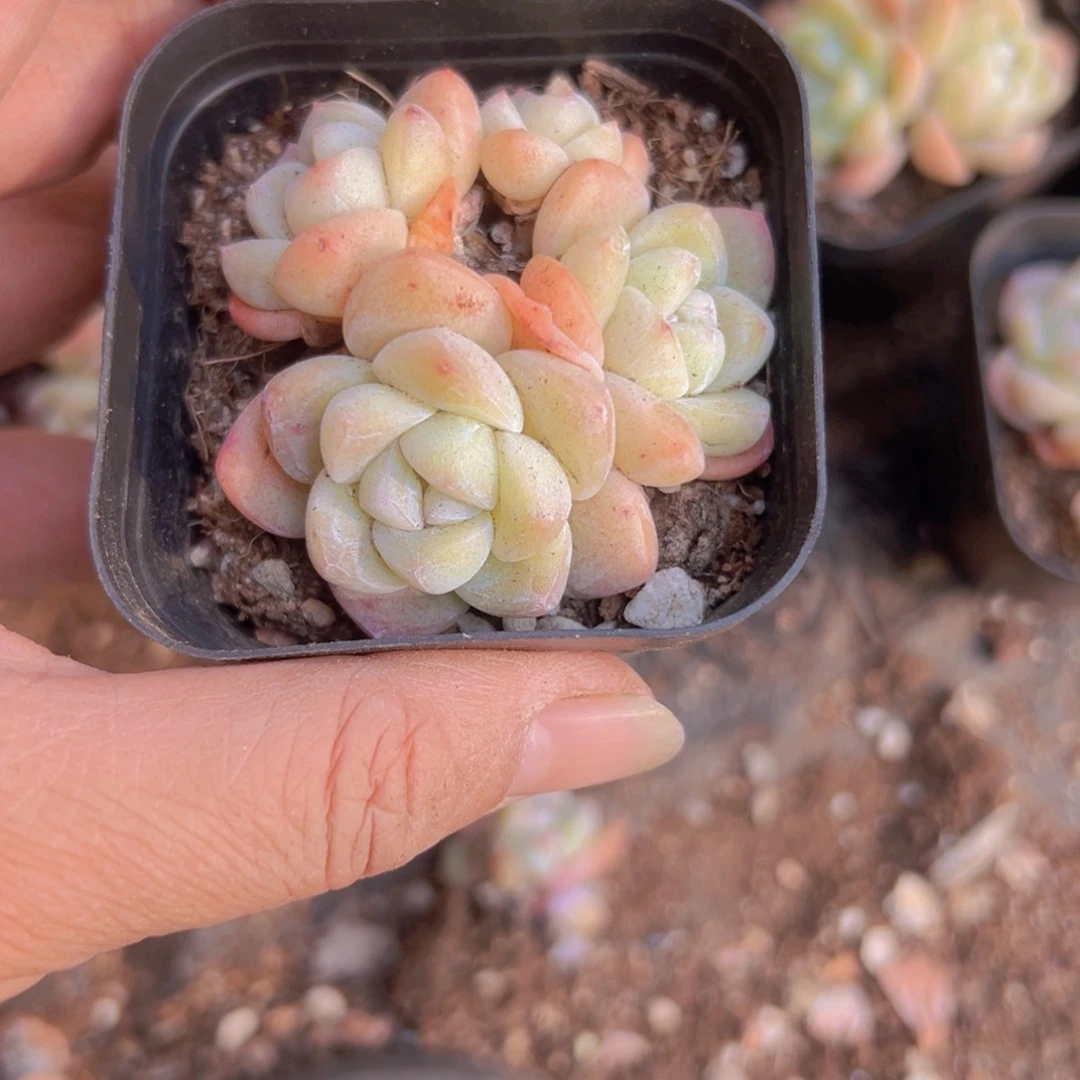 茼*冰玉四头30颗