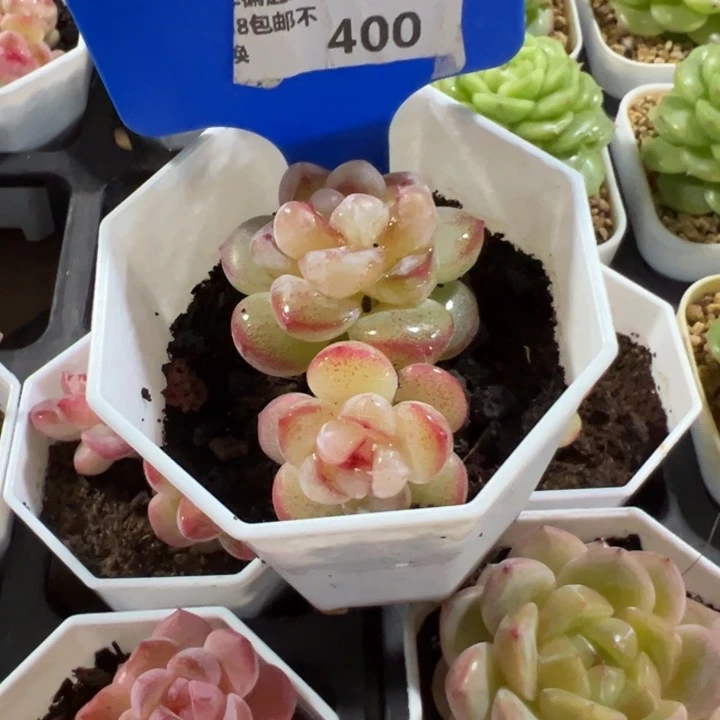 O***泡恶魔之泪双头5cm福利