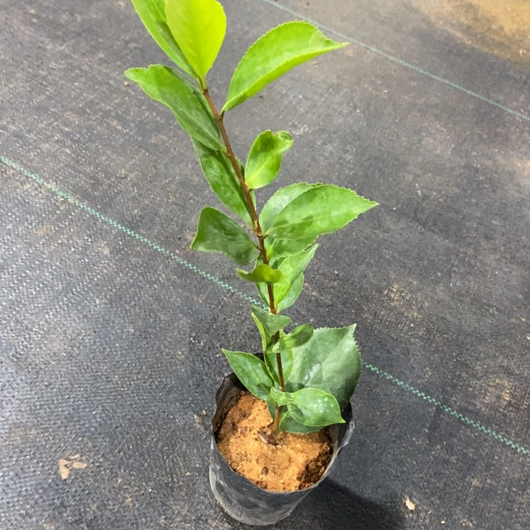 大部分花苞少量开放齿五