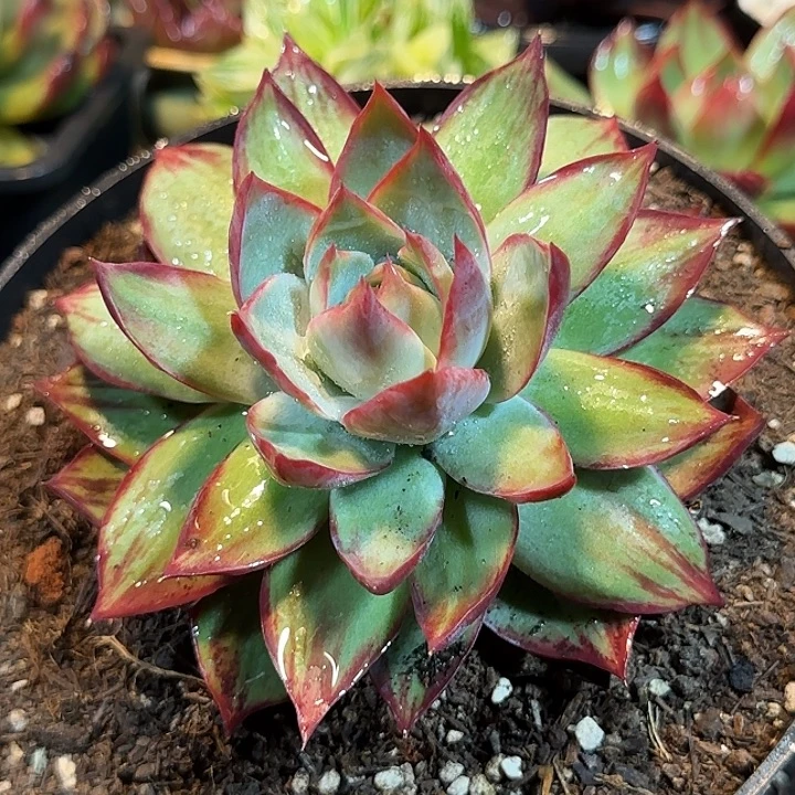 外翻拉丝惊鸿一物一拍包装收缩花旱