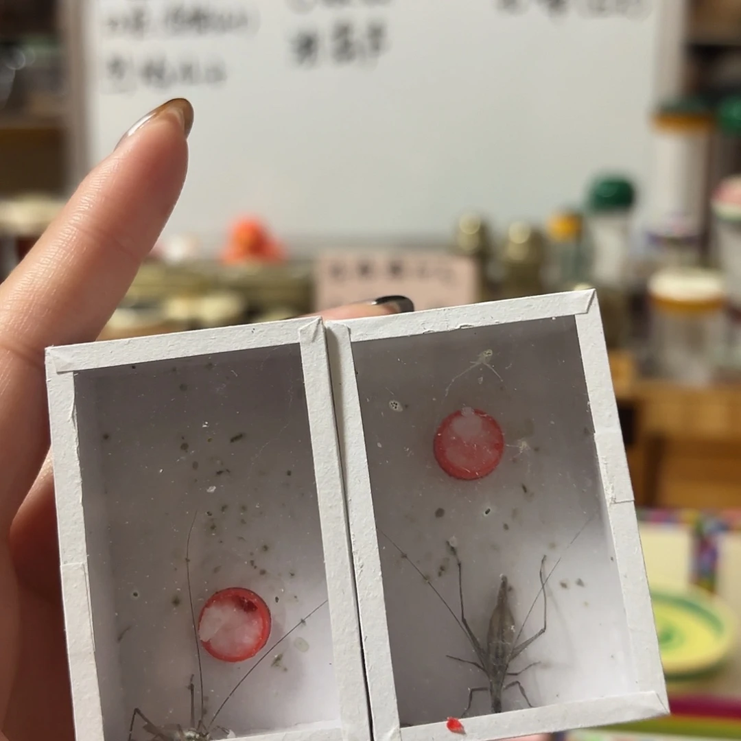 两条黑紫 不包断须尾
