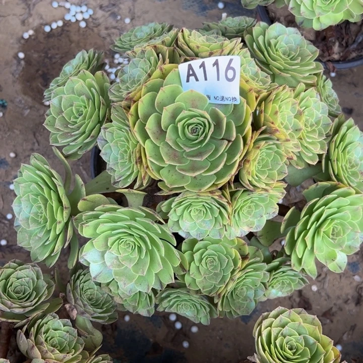 万拉丝多肉植物116.
