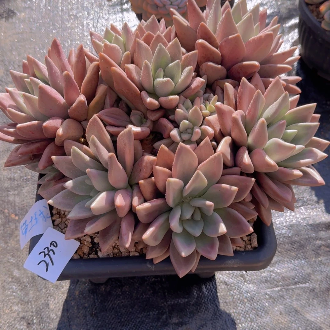 2330桃花源多肉植物提取