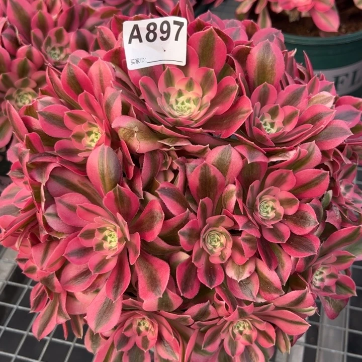 897女巫25厘米左右