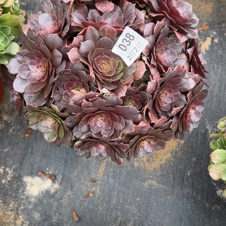 2.2-38花月夜多肉植物