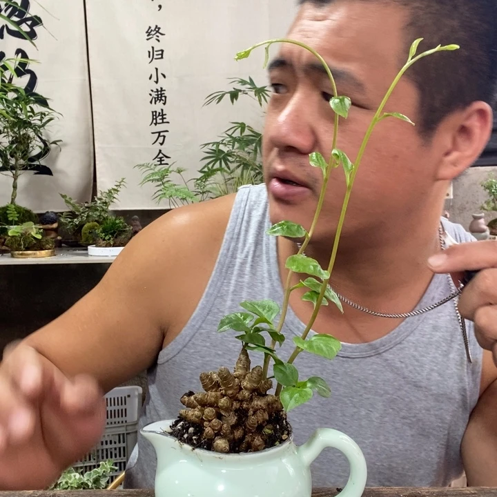 丰***彩无花朵退款拉黑拉黑124