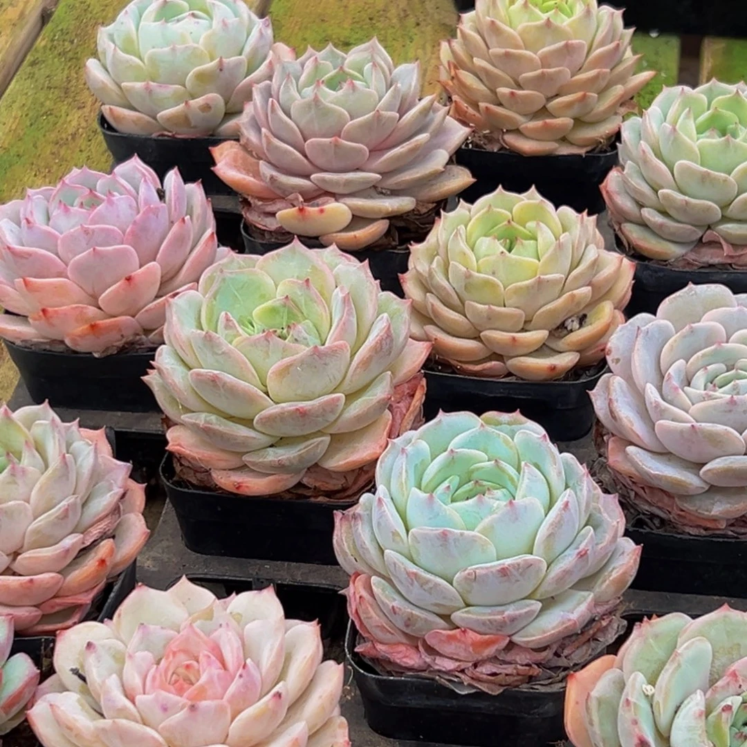 125多肉葡萄的味道是真的