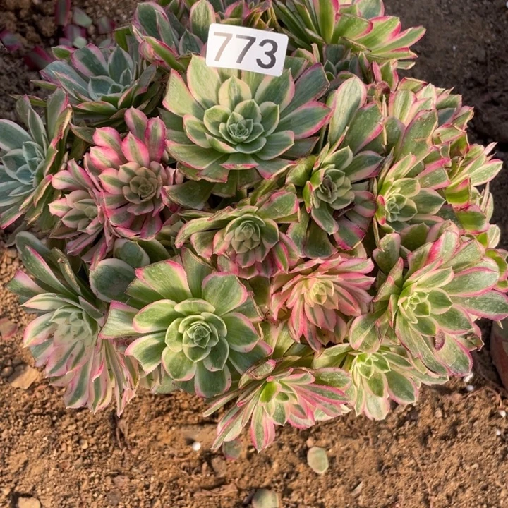 无花朵773孔雀翎多肉植物