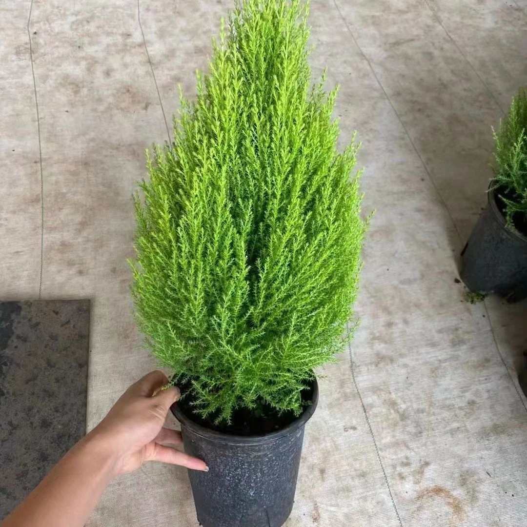 小香松盆栽圣诞树四季常绿室外阳台庭院花园花镜搭配好养植物
