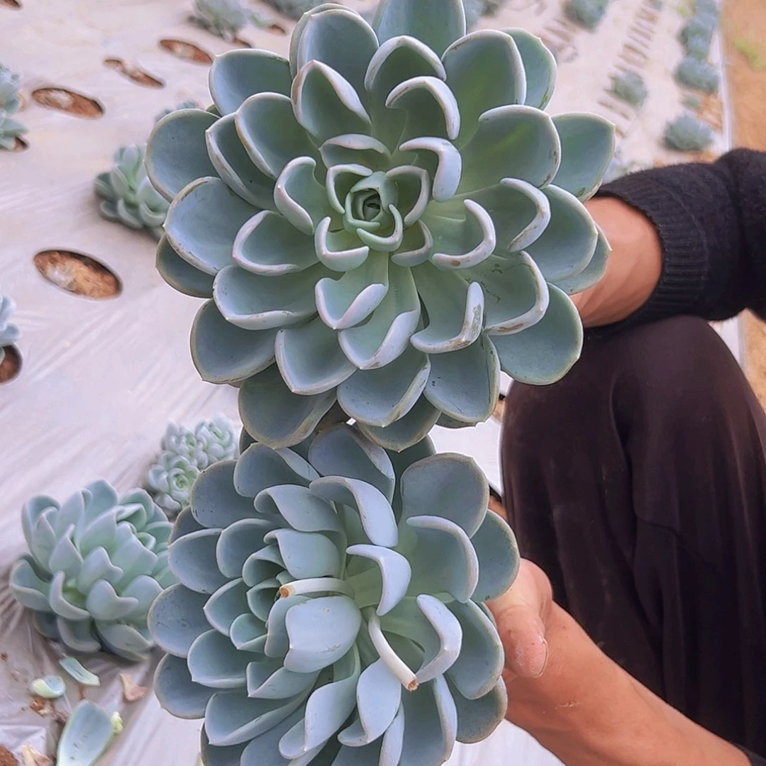 美尻一颗装基地直发大单头