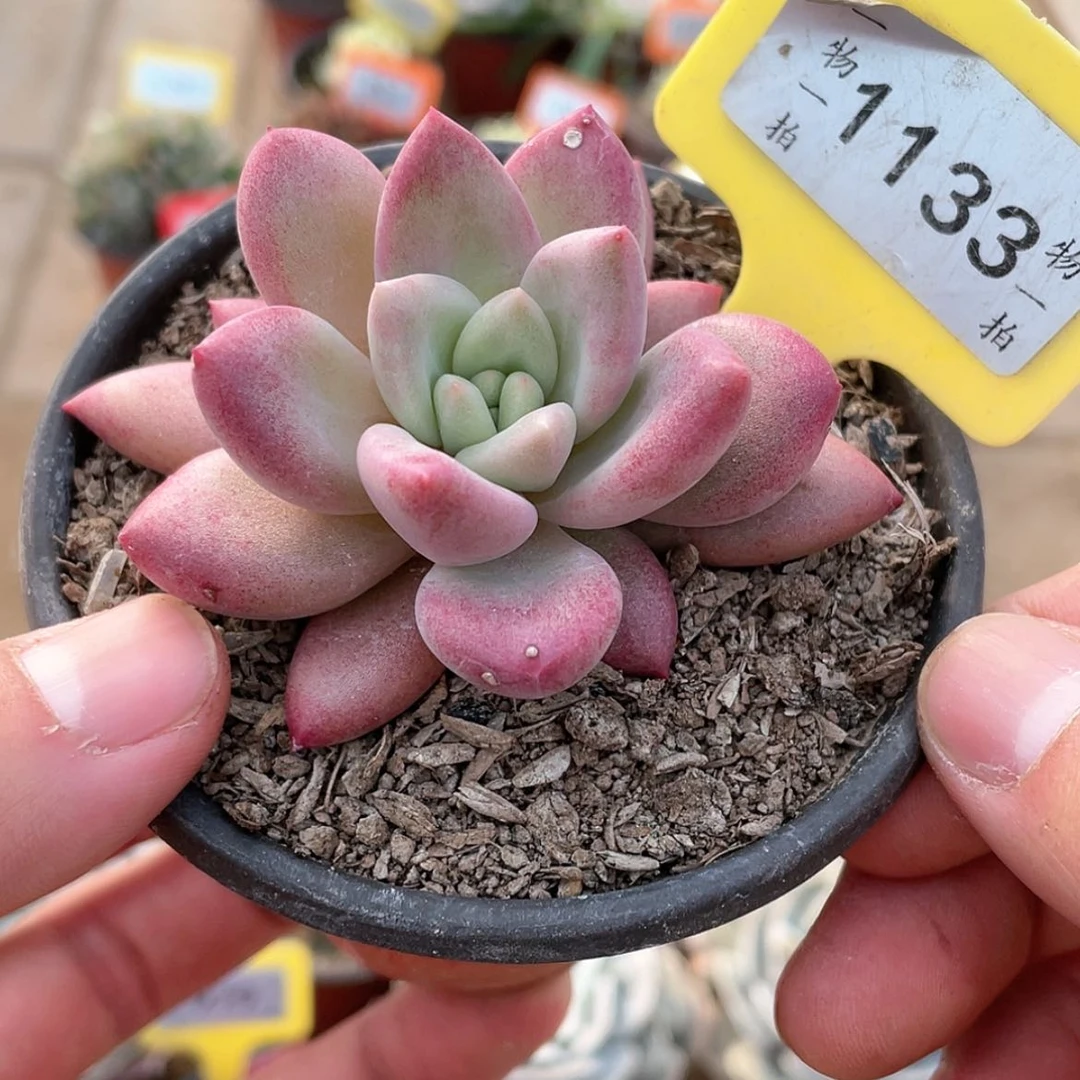 【闪购商品】1133号