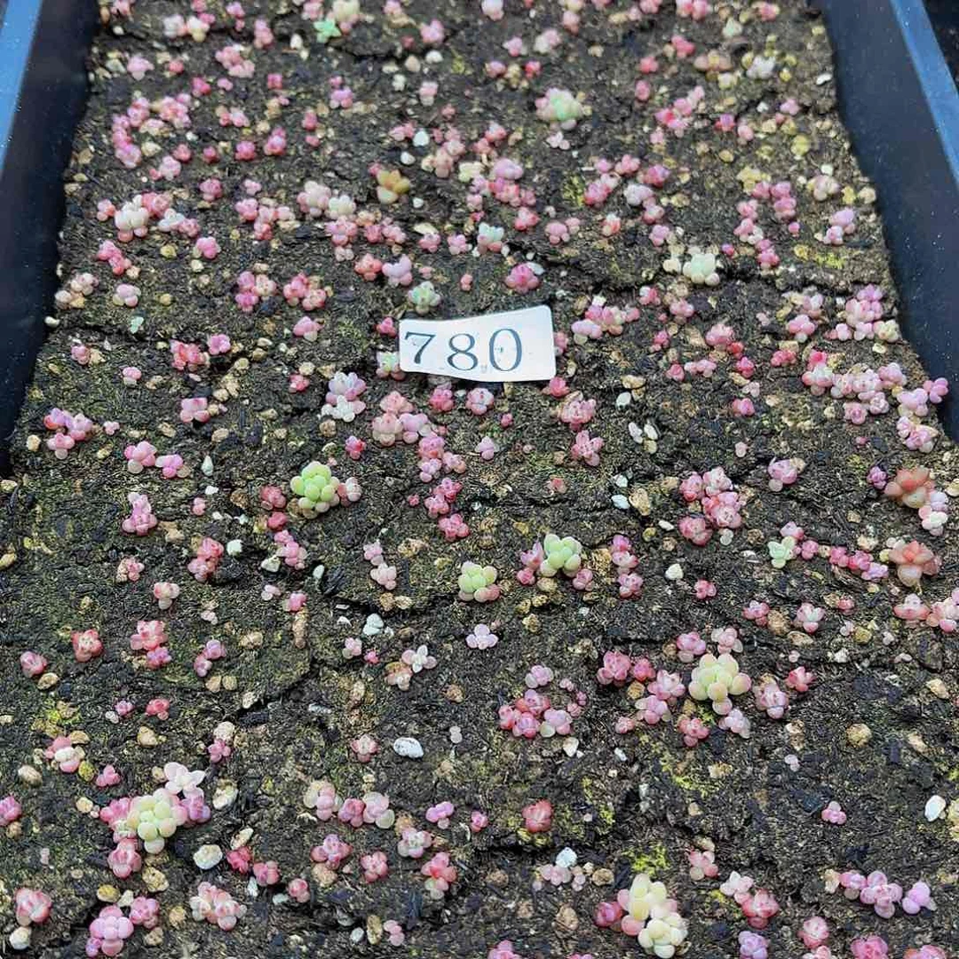 多肉植物多肉植物780