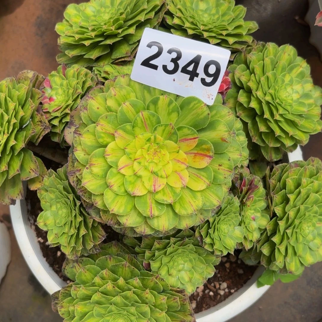 2349多肉植物知否变异