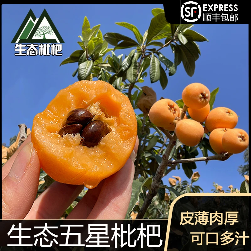 【顺丰包邮】现摘云南五星枇杷原生态枇杷自然成熟薄皮枇杷果礼盒装