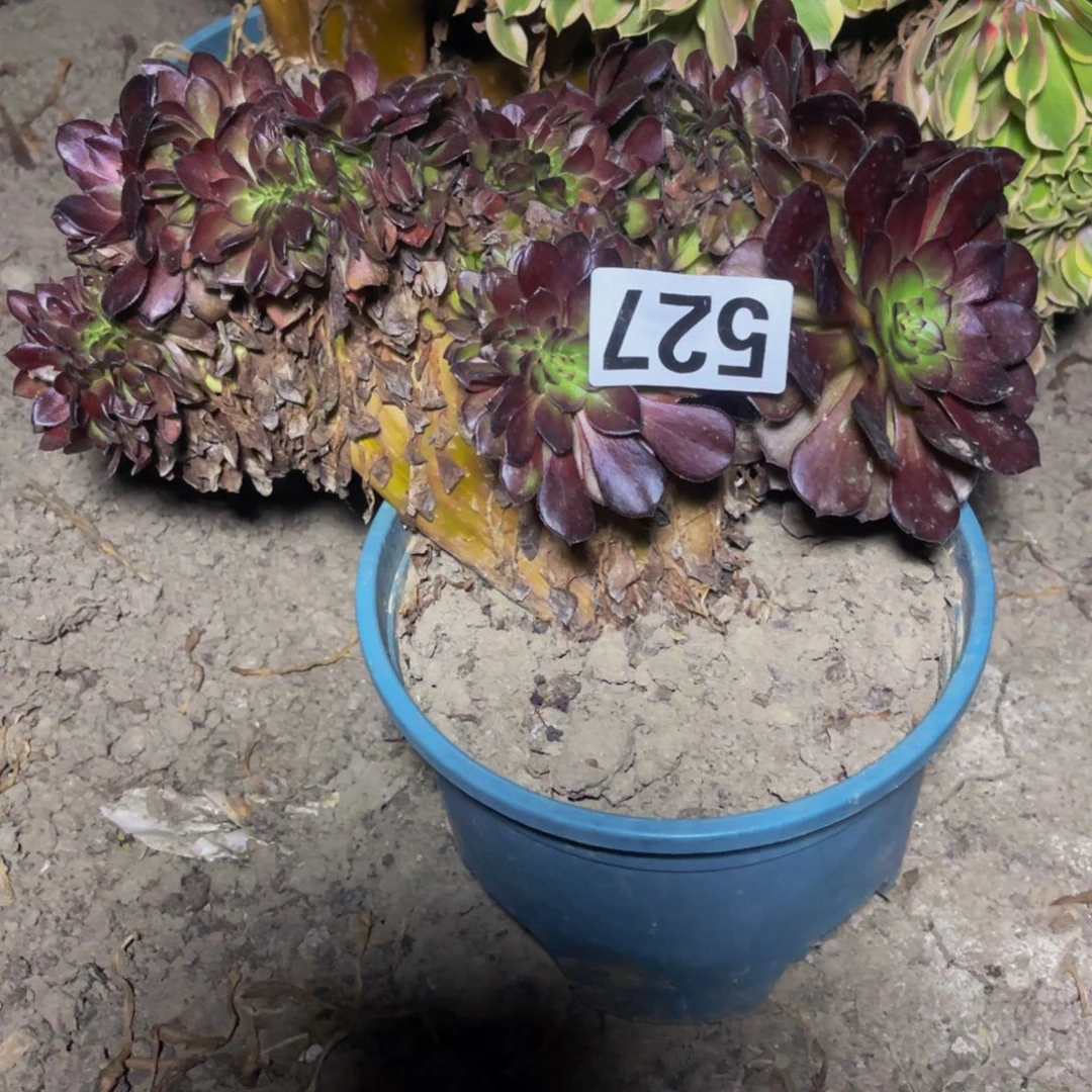 黑寡妇法师28///45包邮