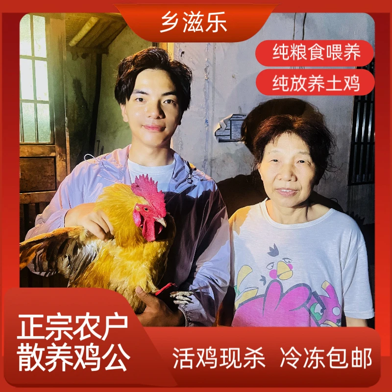 【1年老鸡公】农户散养土鸡蠢粮喂养老鸡公五爪鸡